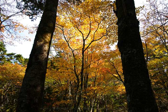 整備済み】SIGMA 24-70mm F2.8 DG OS HSM art(お写ん歩: SIGMA 整備済み】SIGMA 24-70mm F2.8 DG OS HSM art(お写ん歩: SIGMA